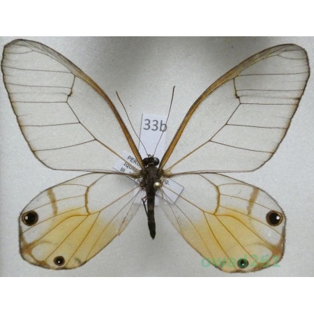 Haetera piera (Linnaeus, 1758) Peru 60mm33b